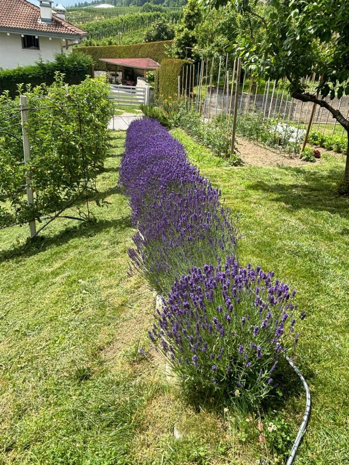 Il Nido Del Peller Apartment Cles Bagian luar foto